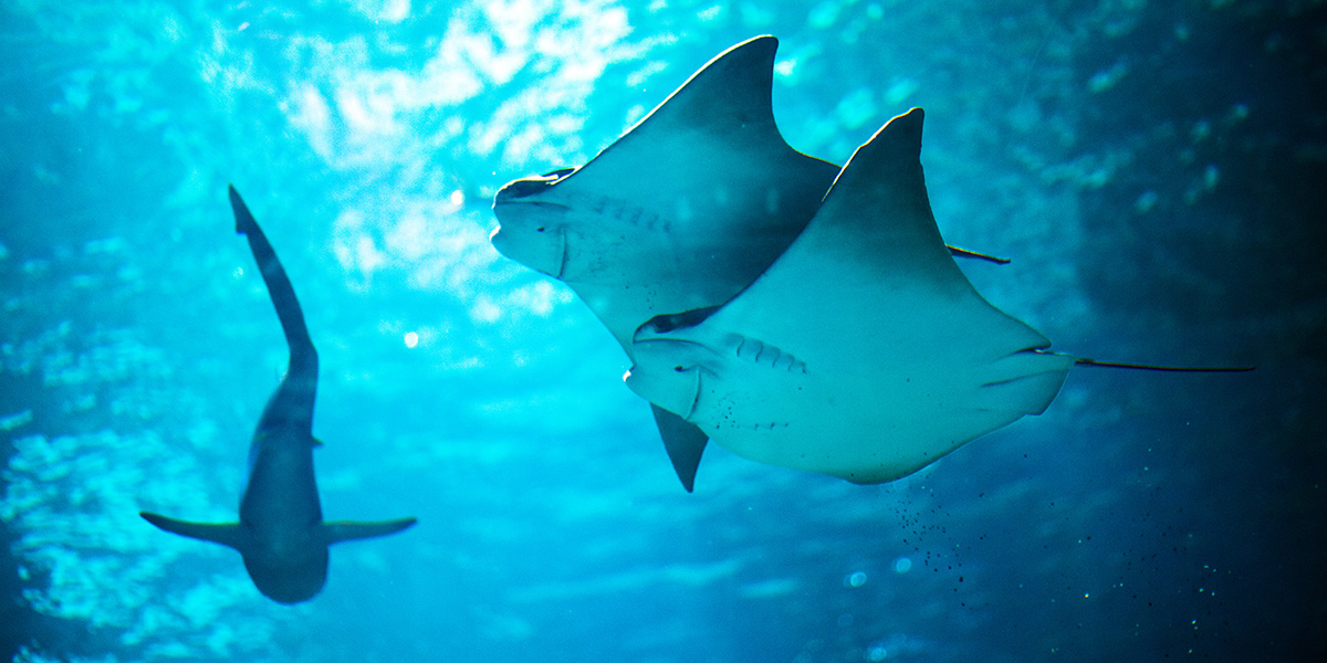 Cownose Rays 1200X600