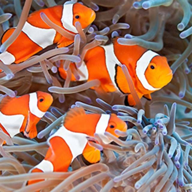 Clownfish Circle | SEA LIFE Aquarium