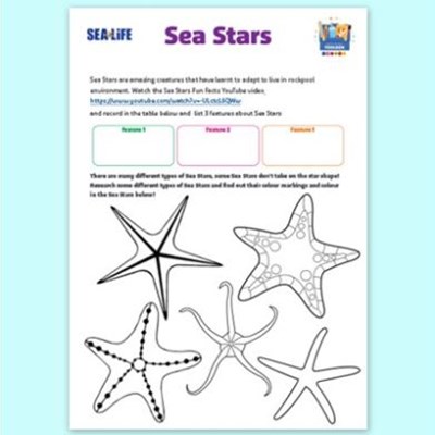 Sea Star Worksheet Tile