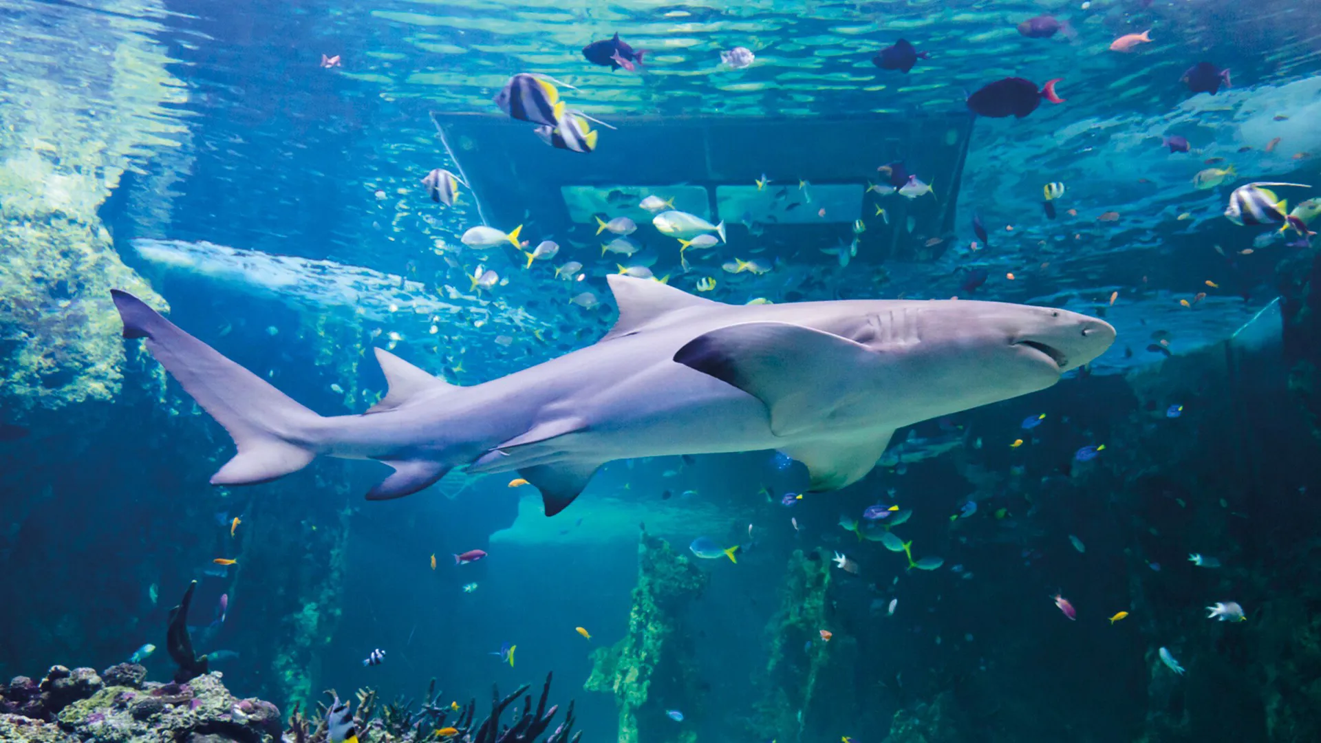 SEA LIFE Aquarium San Antonio | Entertainment at Rivercenter