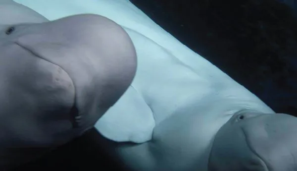 Beluga Whale Sanctuary | SEA LIFE San Antonio