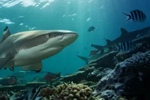 Schwarzspitzen Riffhai