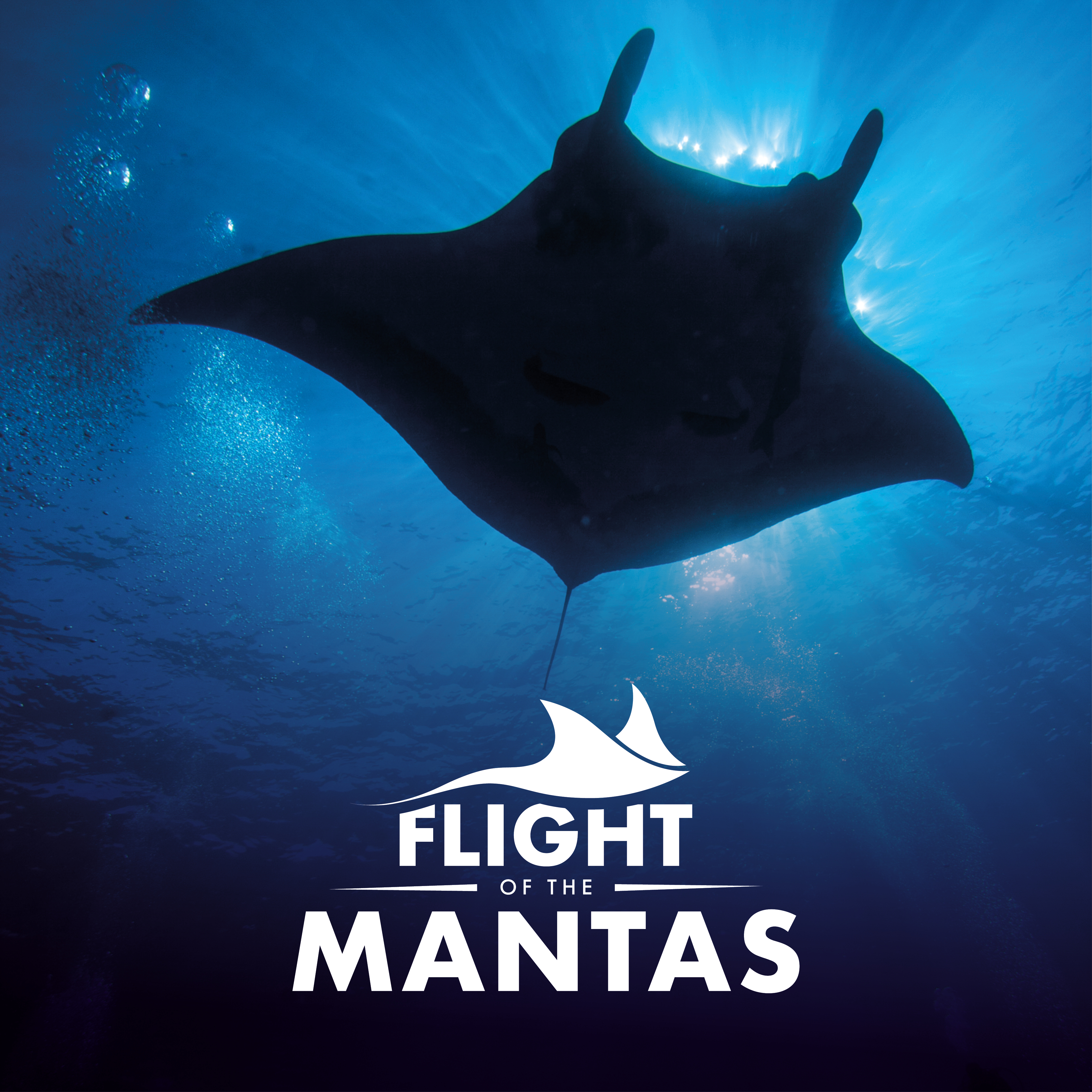 Flight Of The Mantas Experience