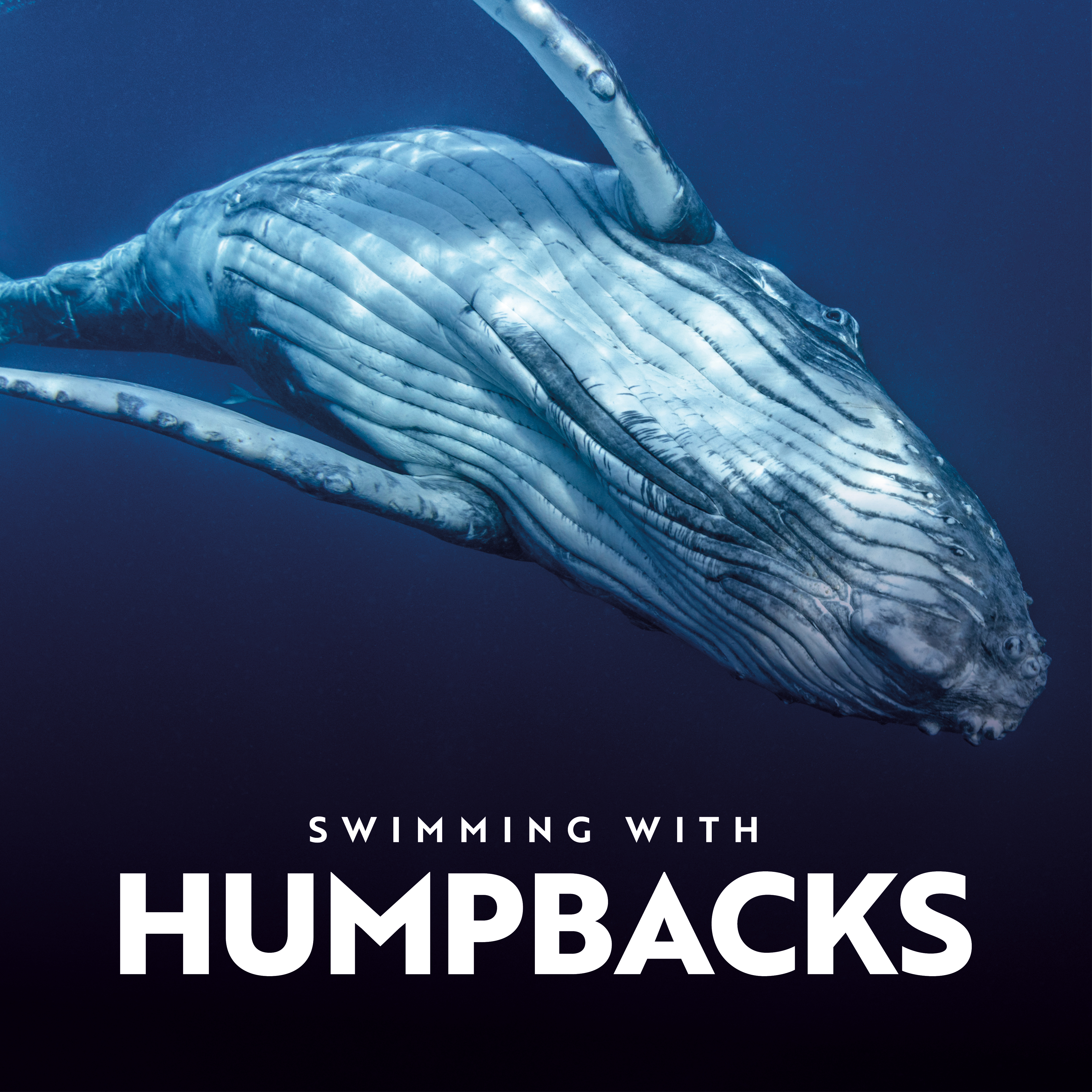 Humpback Whale Swimming With Humpabck Whales