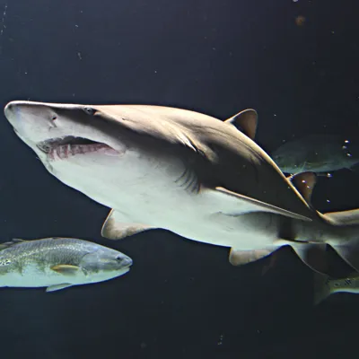 Grey Nurse Shark