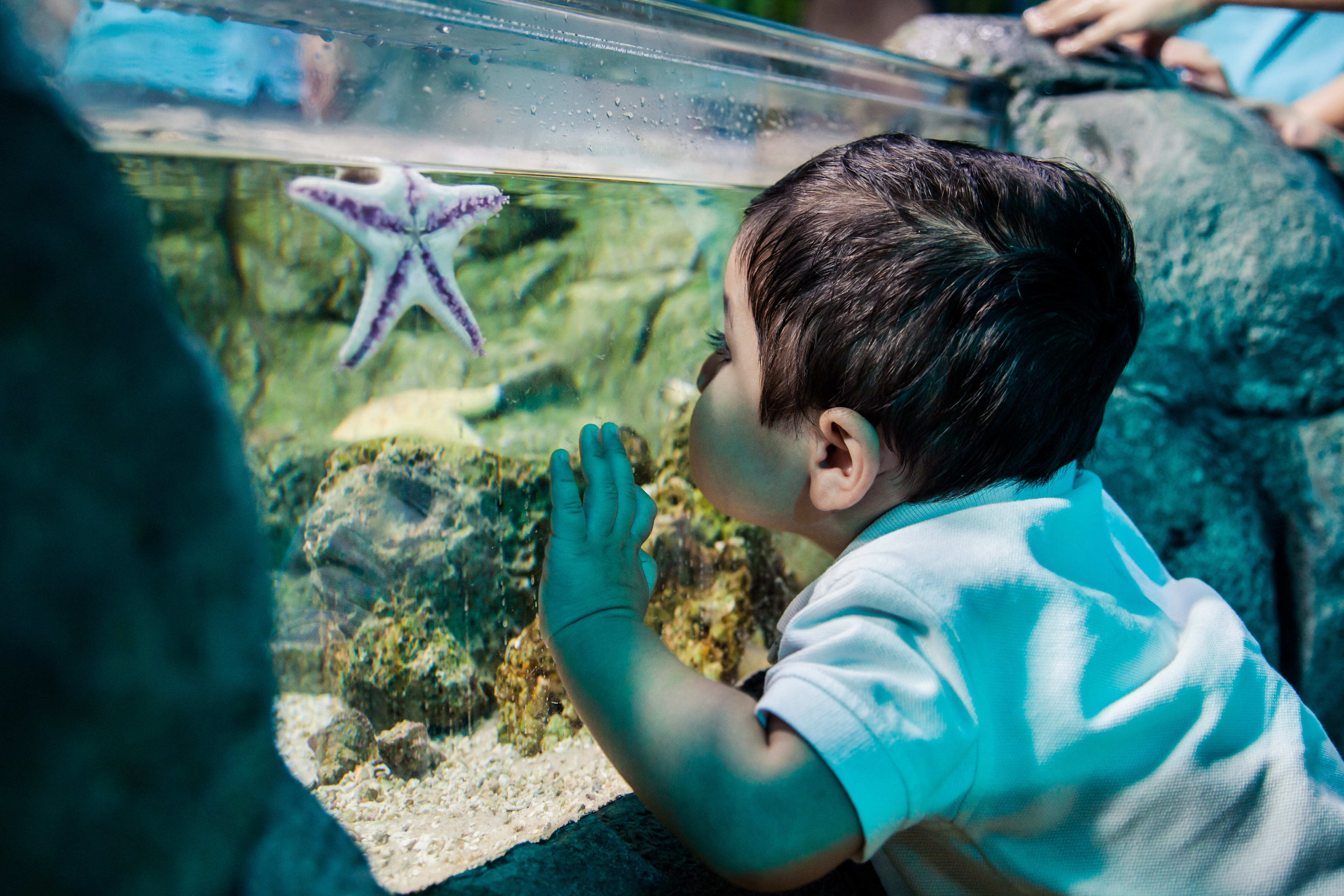 A kid looking at a starfish 