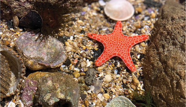 Sea Star Rockpool