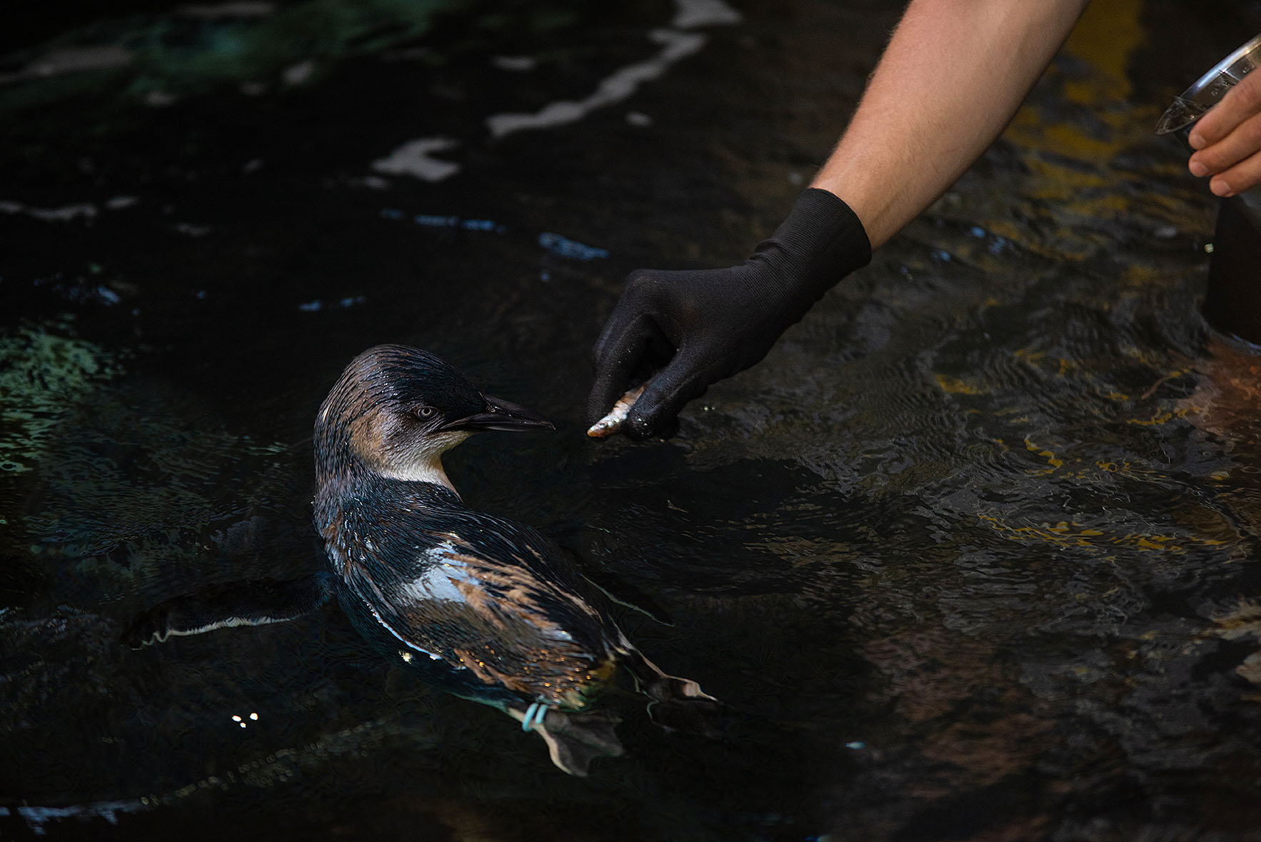 In water penguin experience 