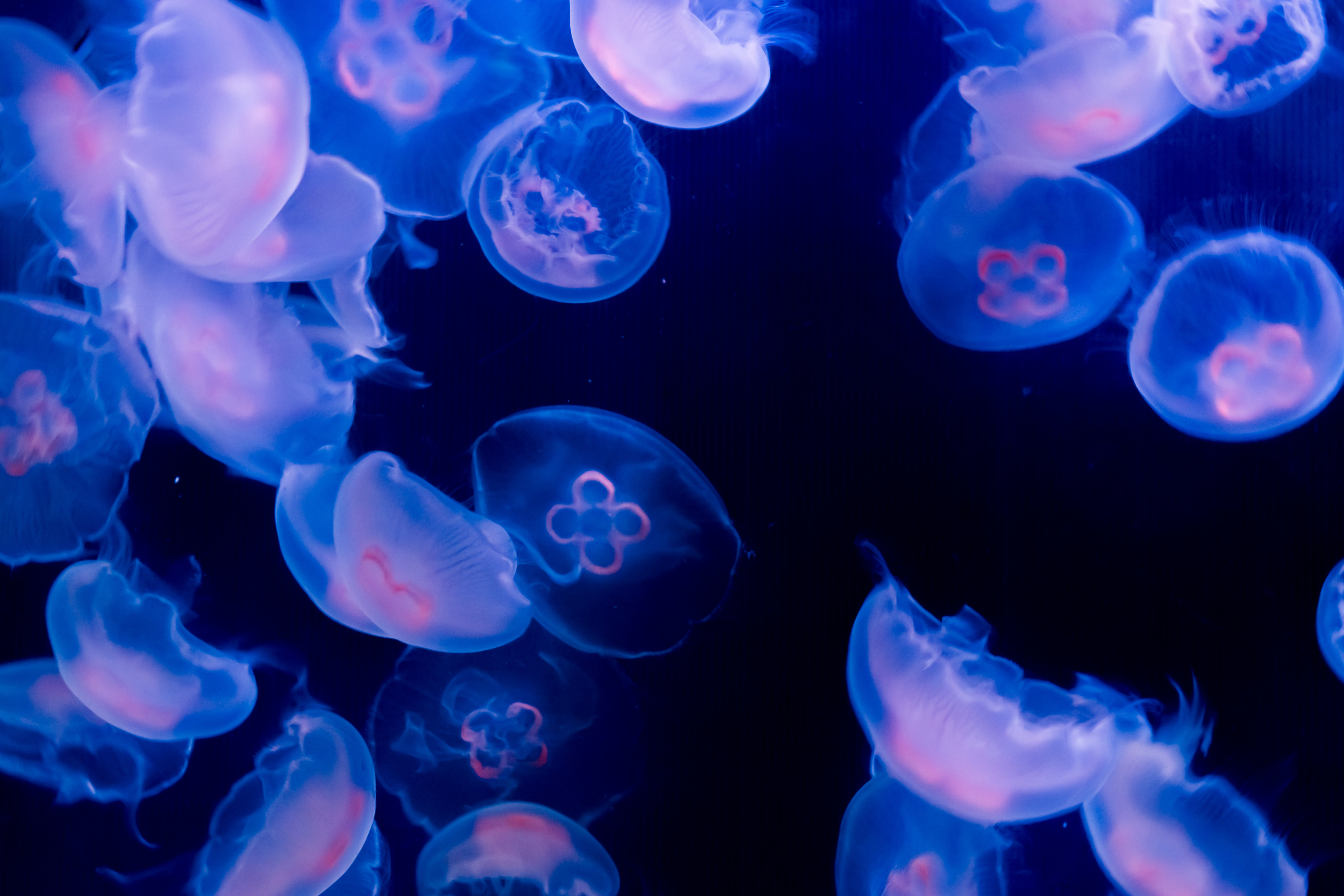 Jellyfish Bioluminescence | lupon.gov.ph