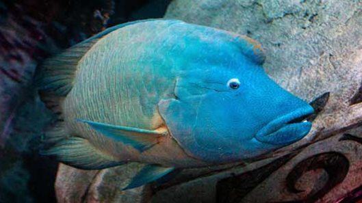 Ocean Tunnel - Aquarium Mooloolaba- SEA LIFE Sunshine Coast