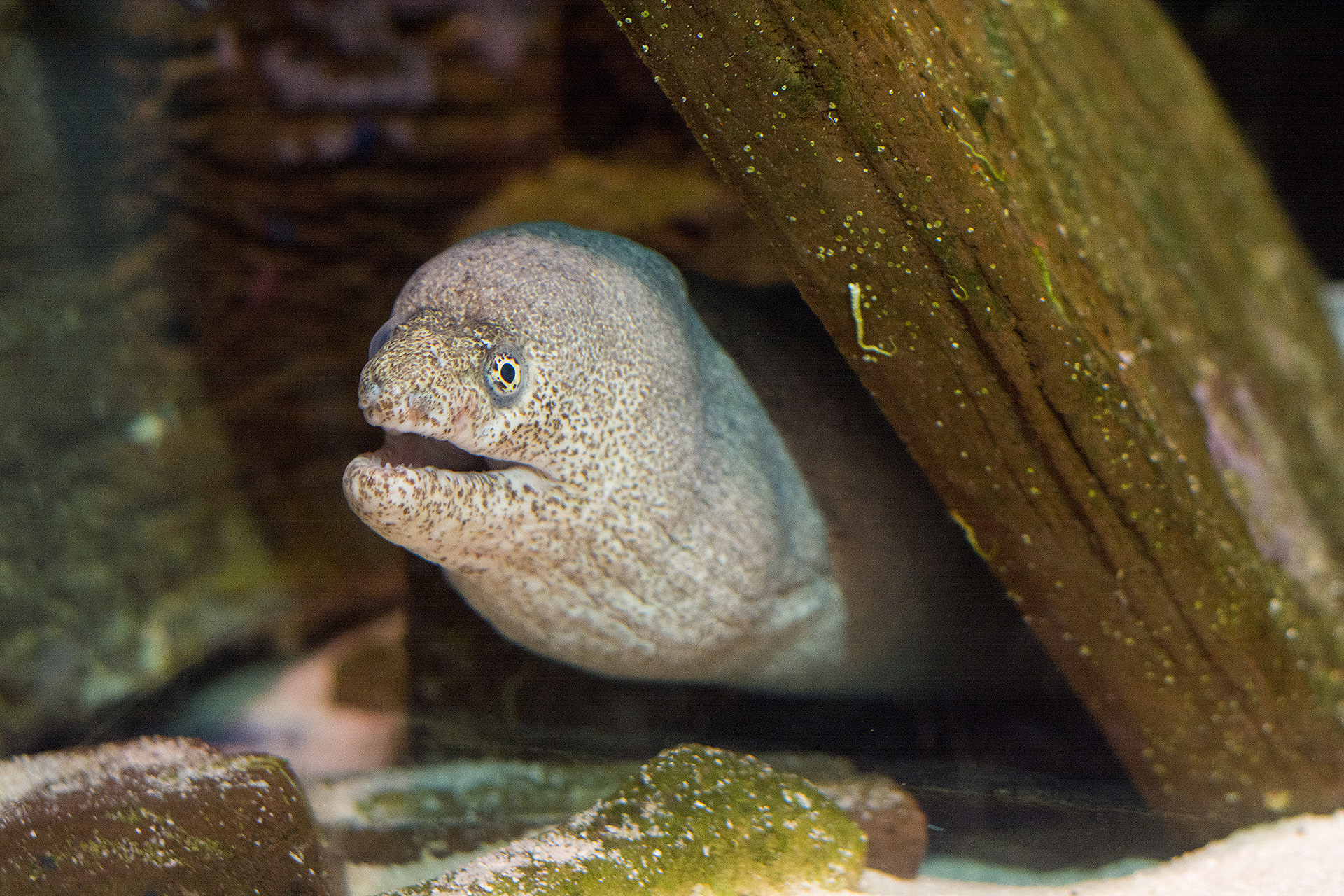 Coastal Wreck Moray