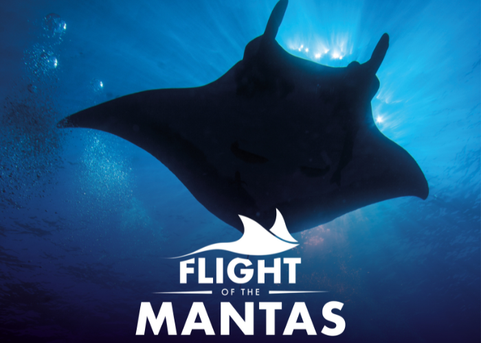 Webgraphic 700X500 VR Flightofthemantas