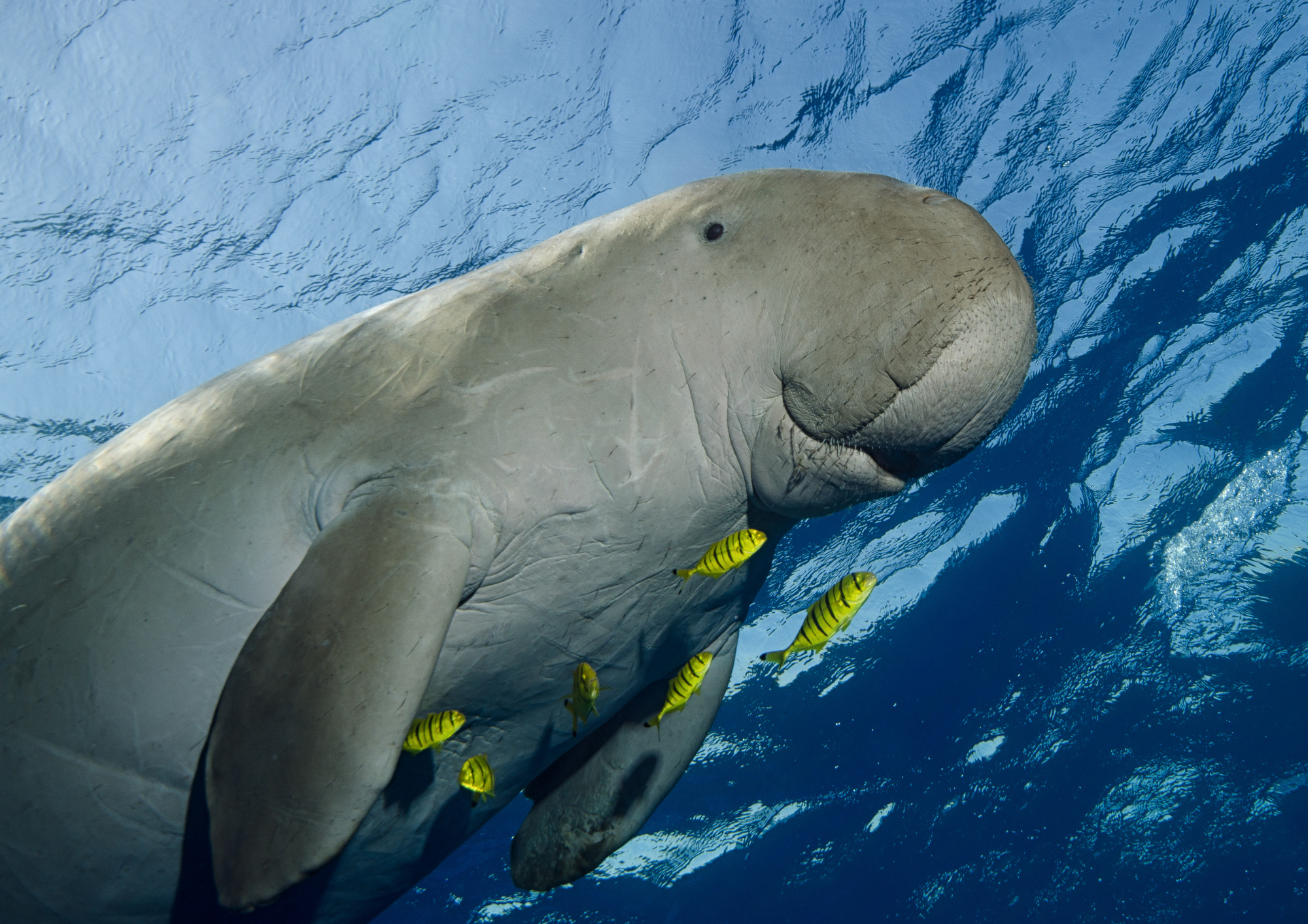 Aussie Animal Passport Animal Dugong (1)