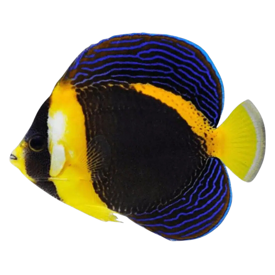 Scribbled Angelfish (1)