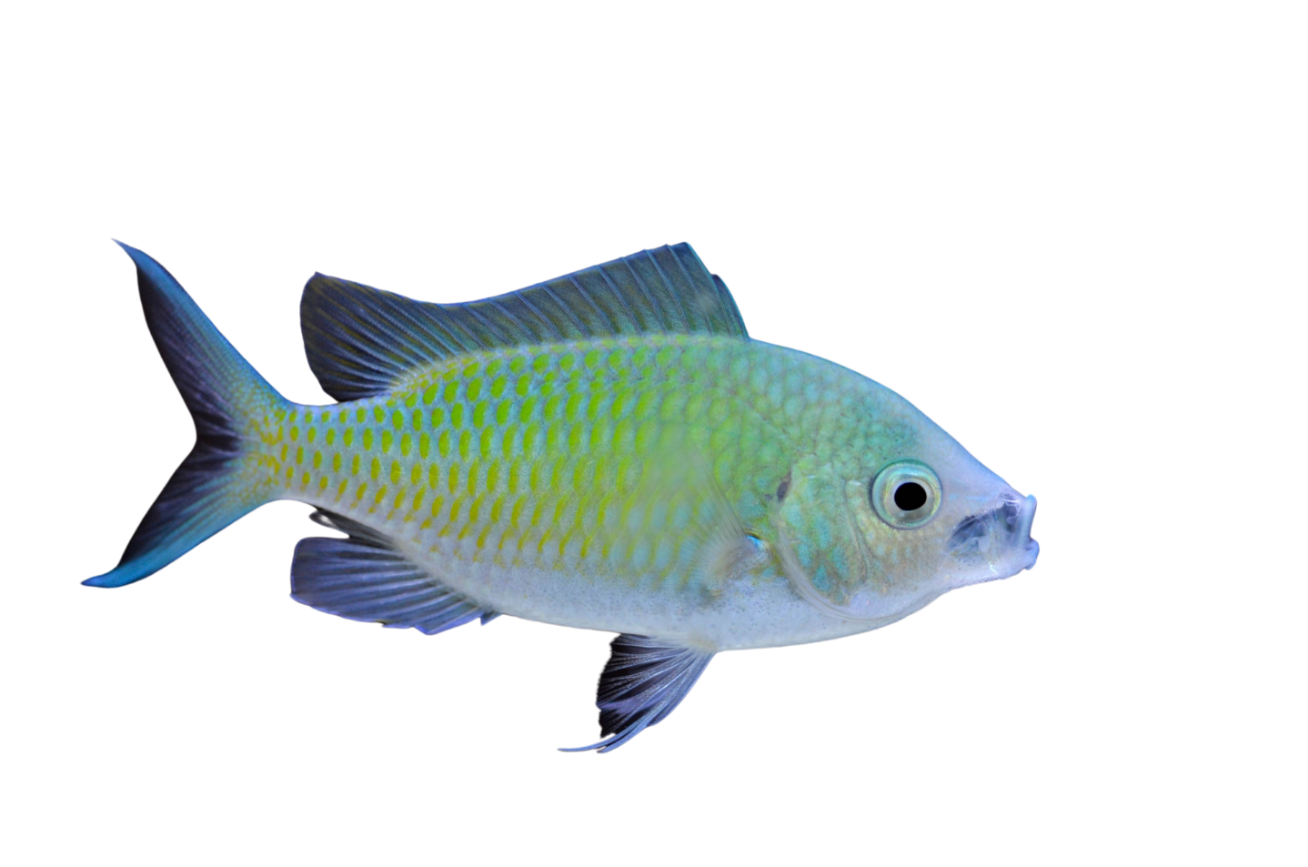 Rockpool Ranger Creatures Chromis