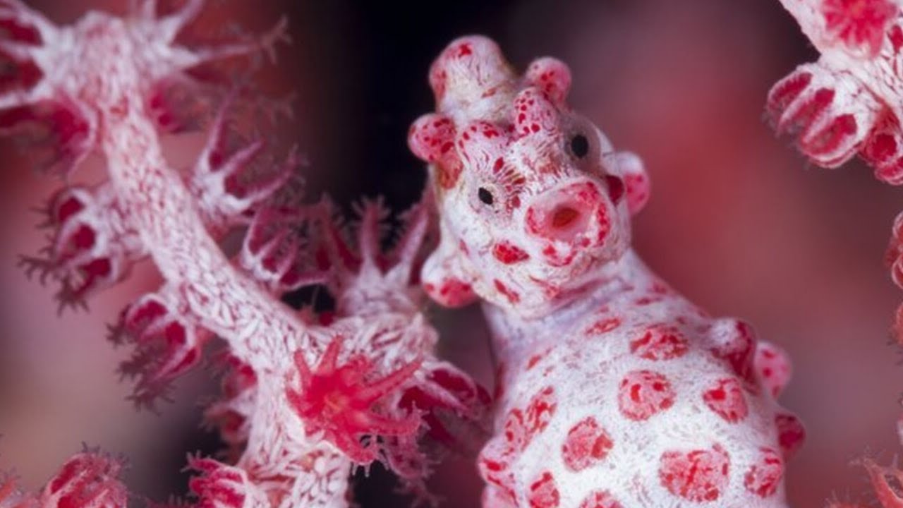 Pygmyseahorse