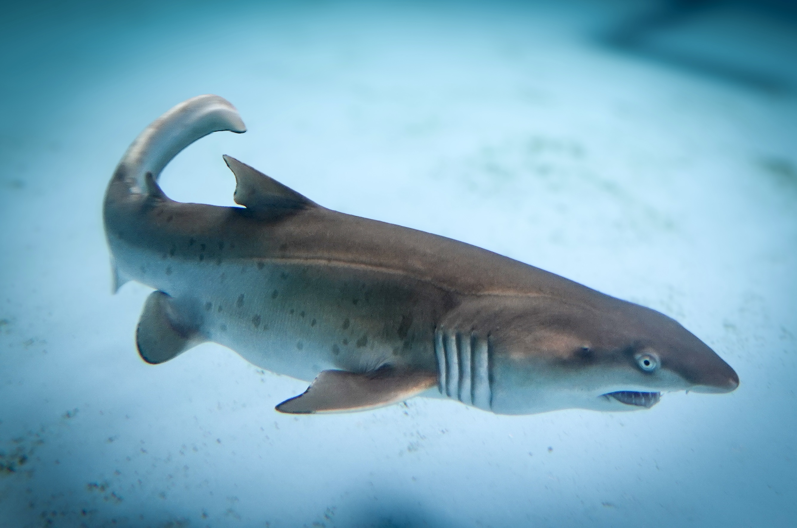 Grey Nurse Shark Pup Archie At SEA LIFE Sydney Aquarium3