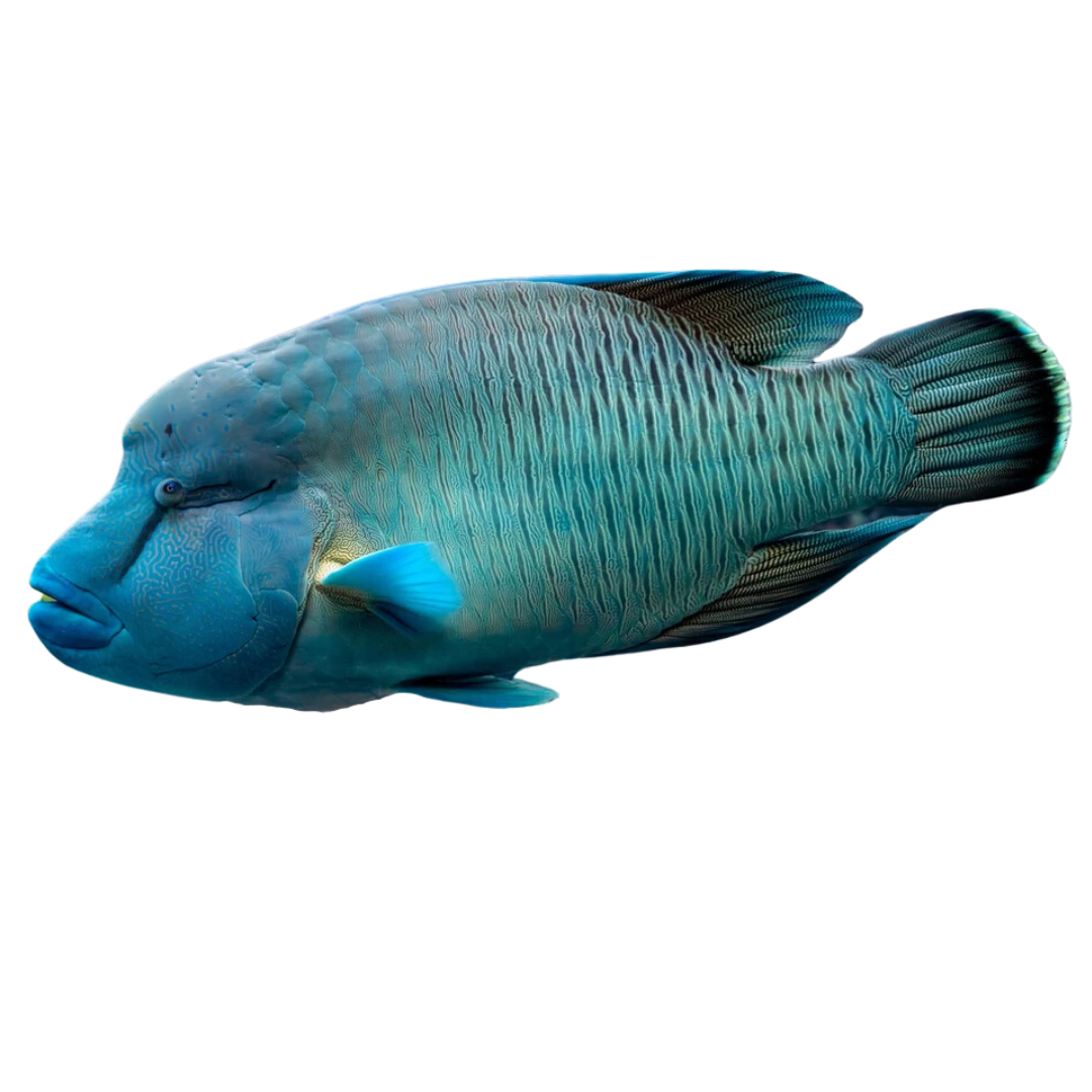 Humphead Wrasse (1)