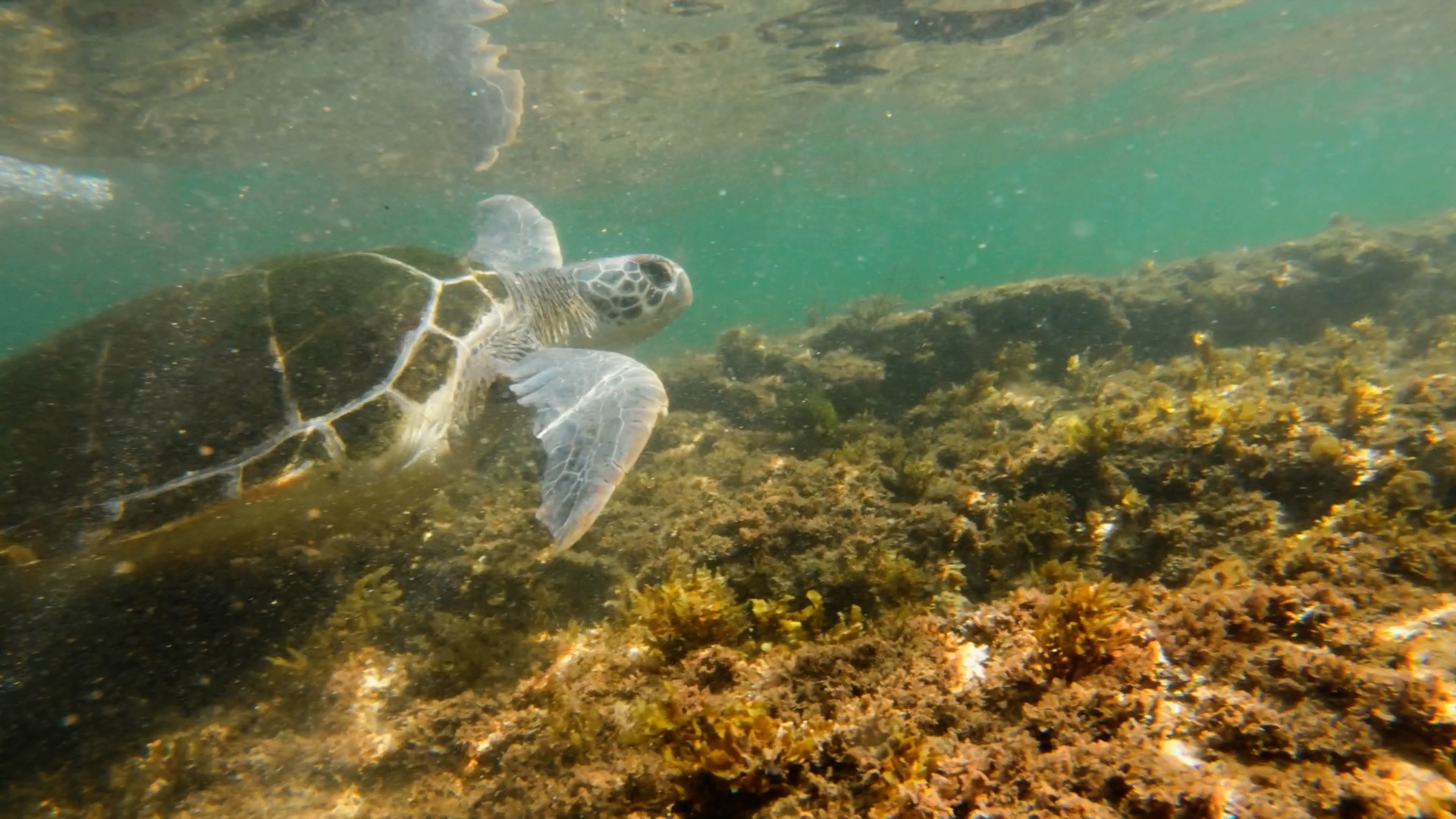 Taren The Turtle Released At Kurnell SEA LIFE Sydney Aquarium