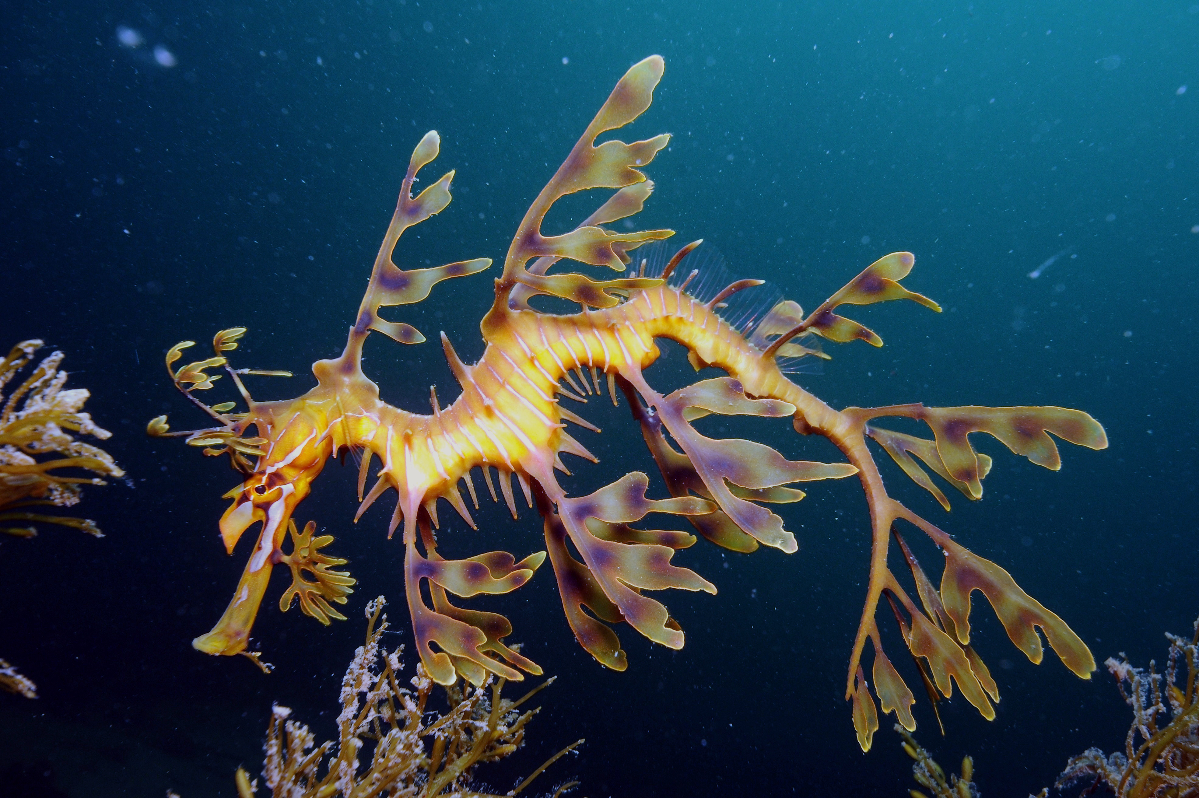 Leafy Seadragon On Kangaroo Island