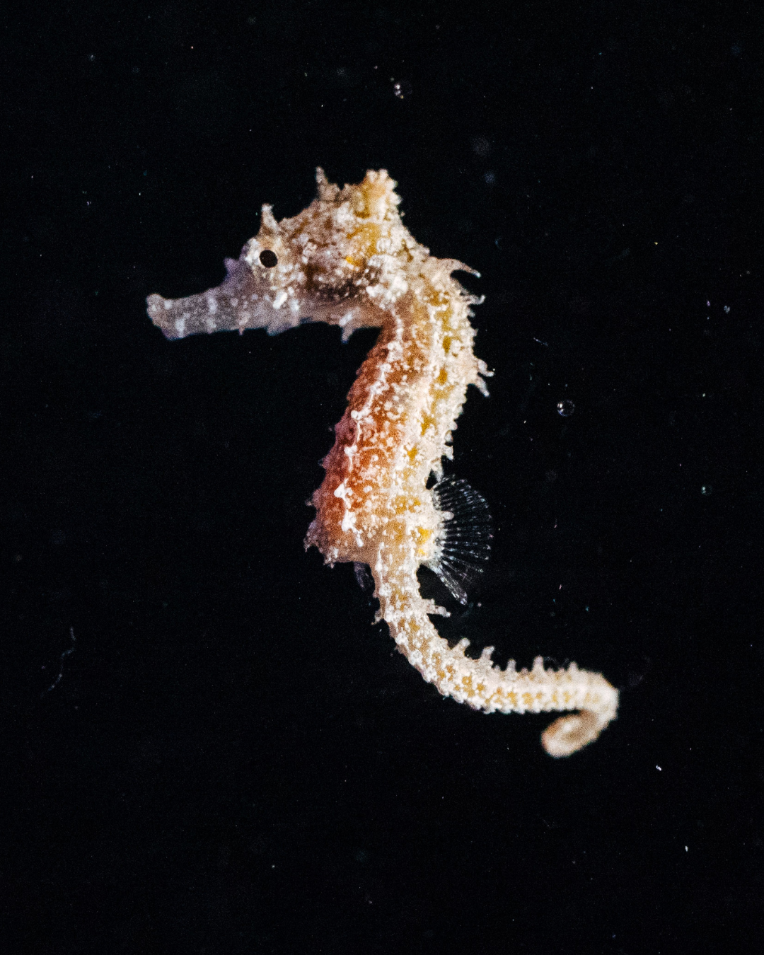 White's Seahorses 002