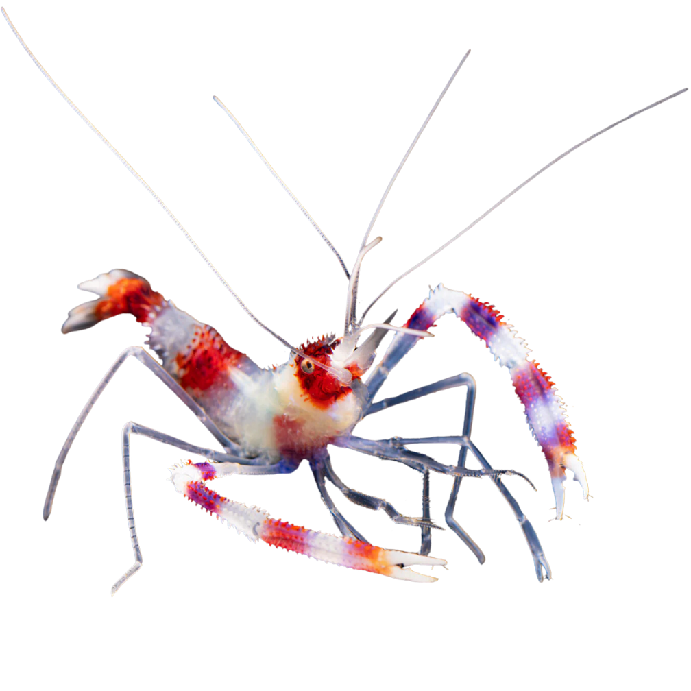 Rockpool Ranger Creatures Banded Coral Shrimp