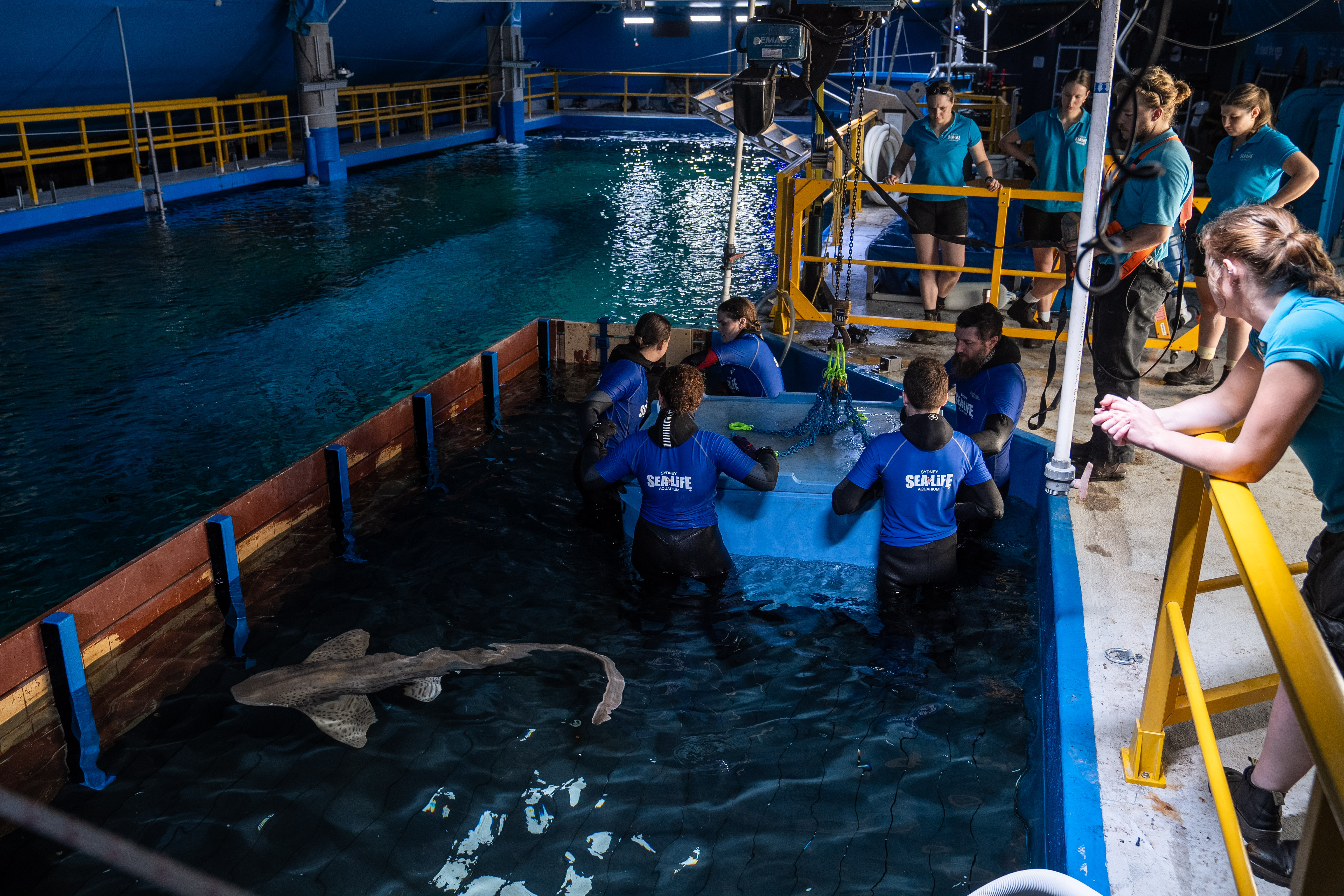 Aquarists Prepare To Release Female Leopard Shark, Kaya Into Day And Night On The Reef Exhibit Post Hoisting (3) SEA LIFE Sydney Aquarium