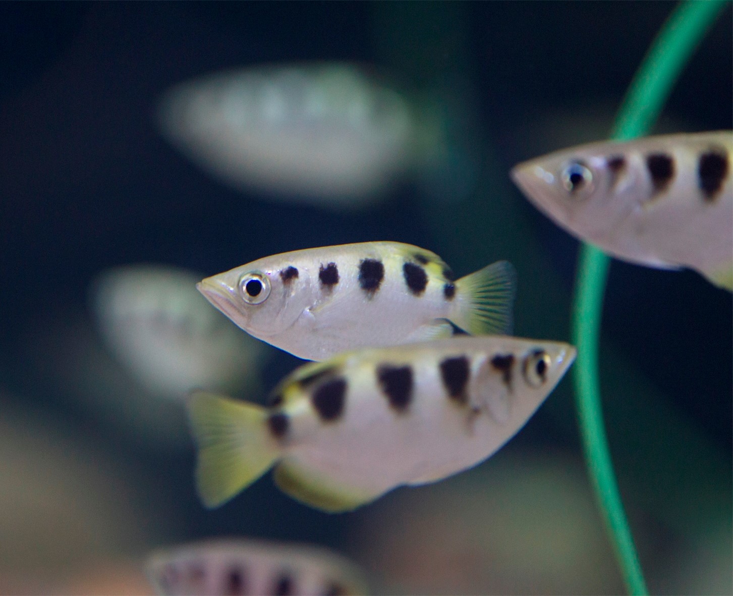 Archerfish