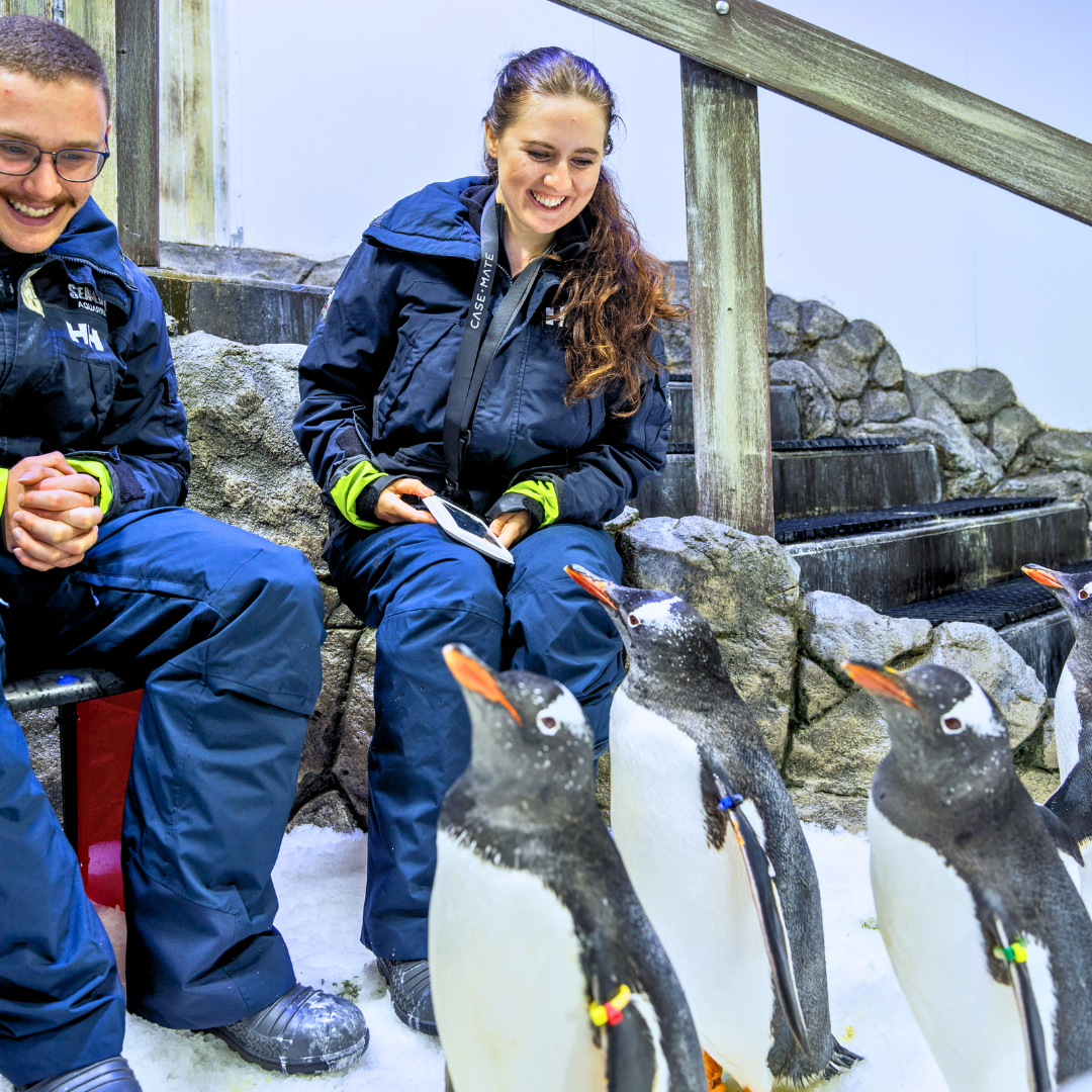 Experiences Penguinencounter03