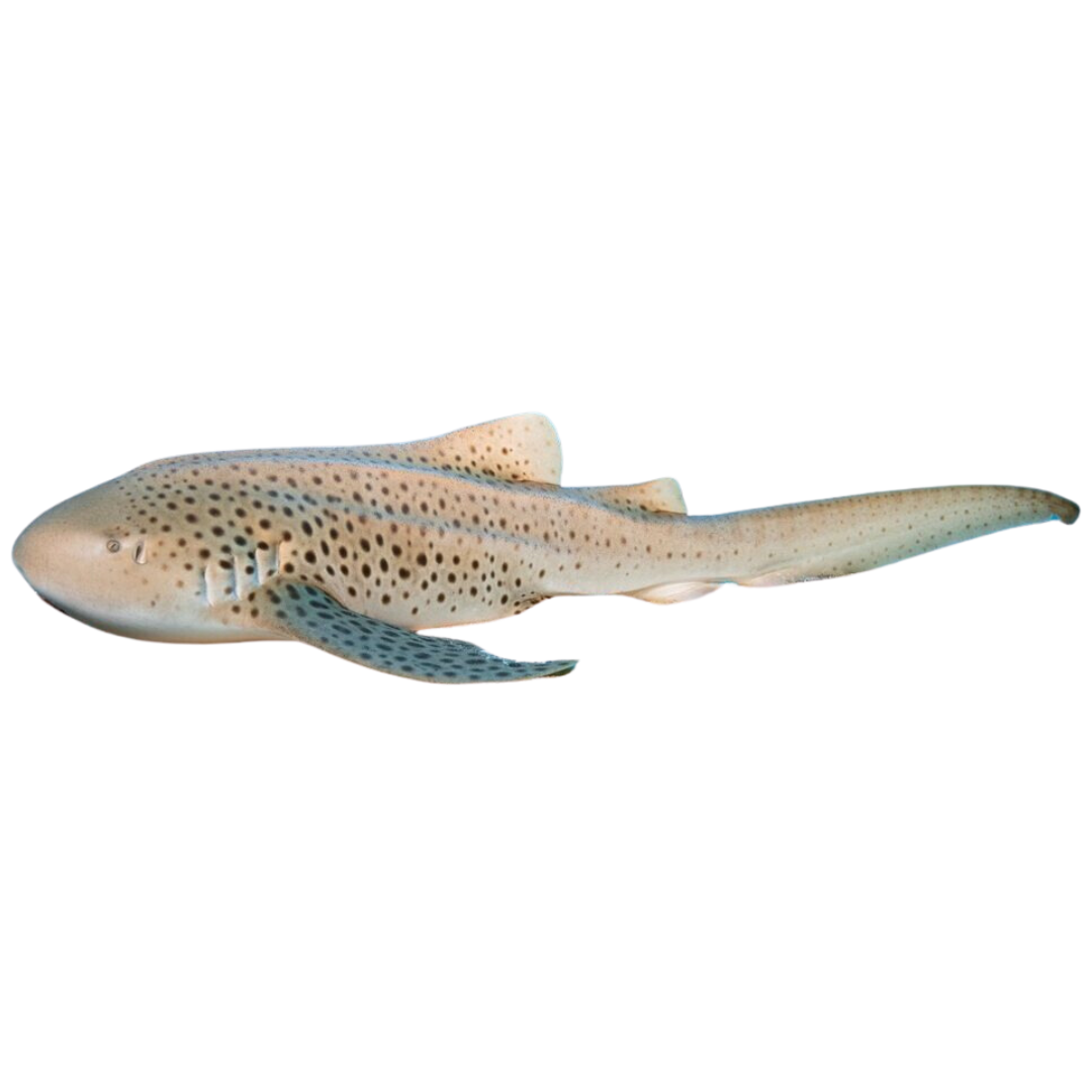 Zebra Shark