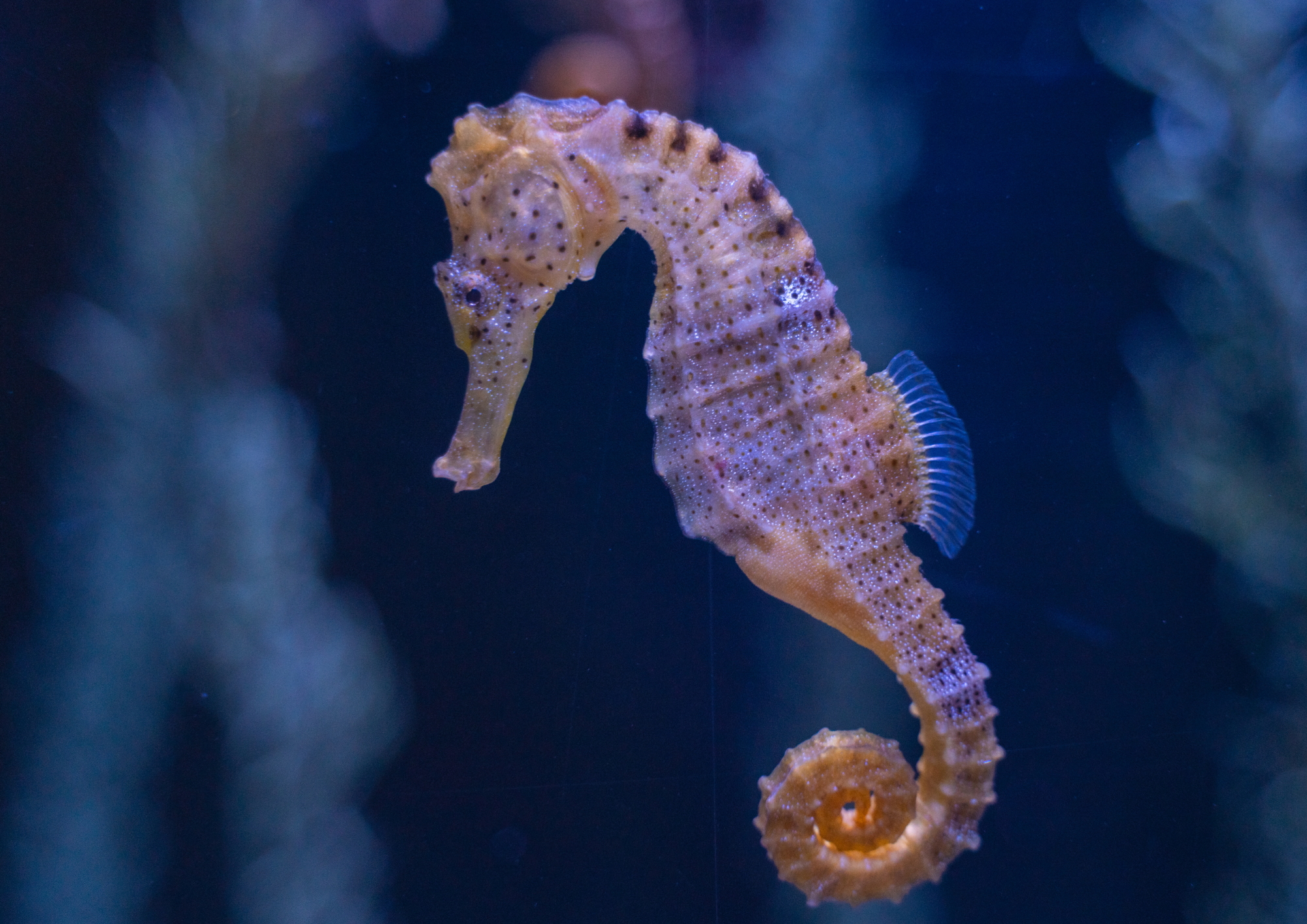 Aussie Animal Passport Animal Seahorse