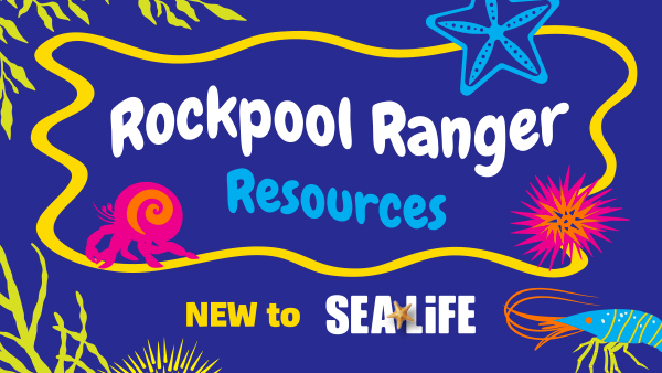 Rockpoolranger 600X338 (1)