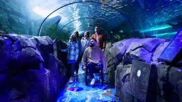 Guests enjoying shark valley at sea life sydney aquarium