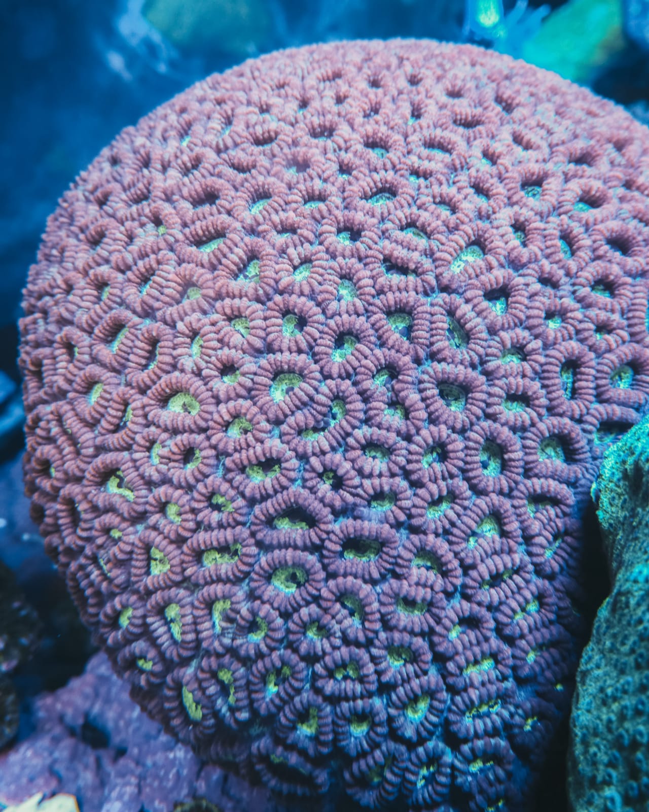 Sea high quality coral 5