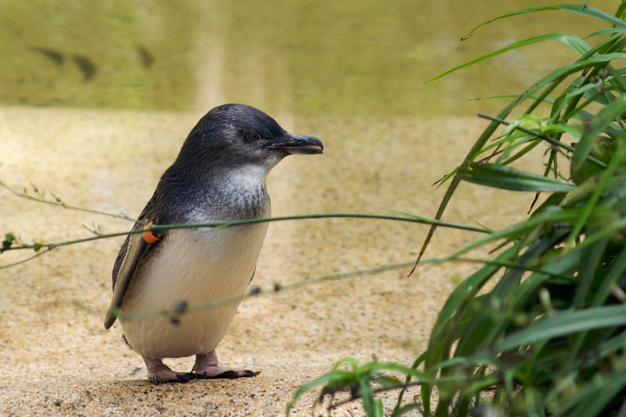 Little Penguin Sydney