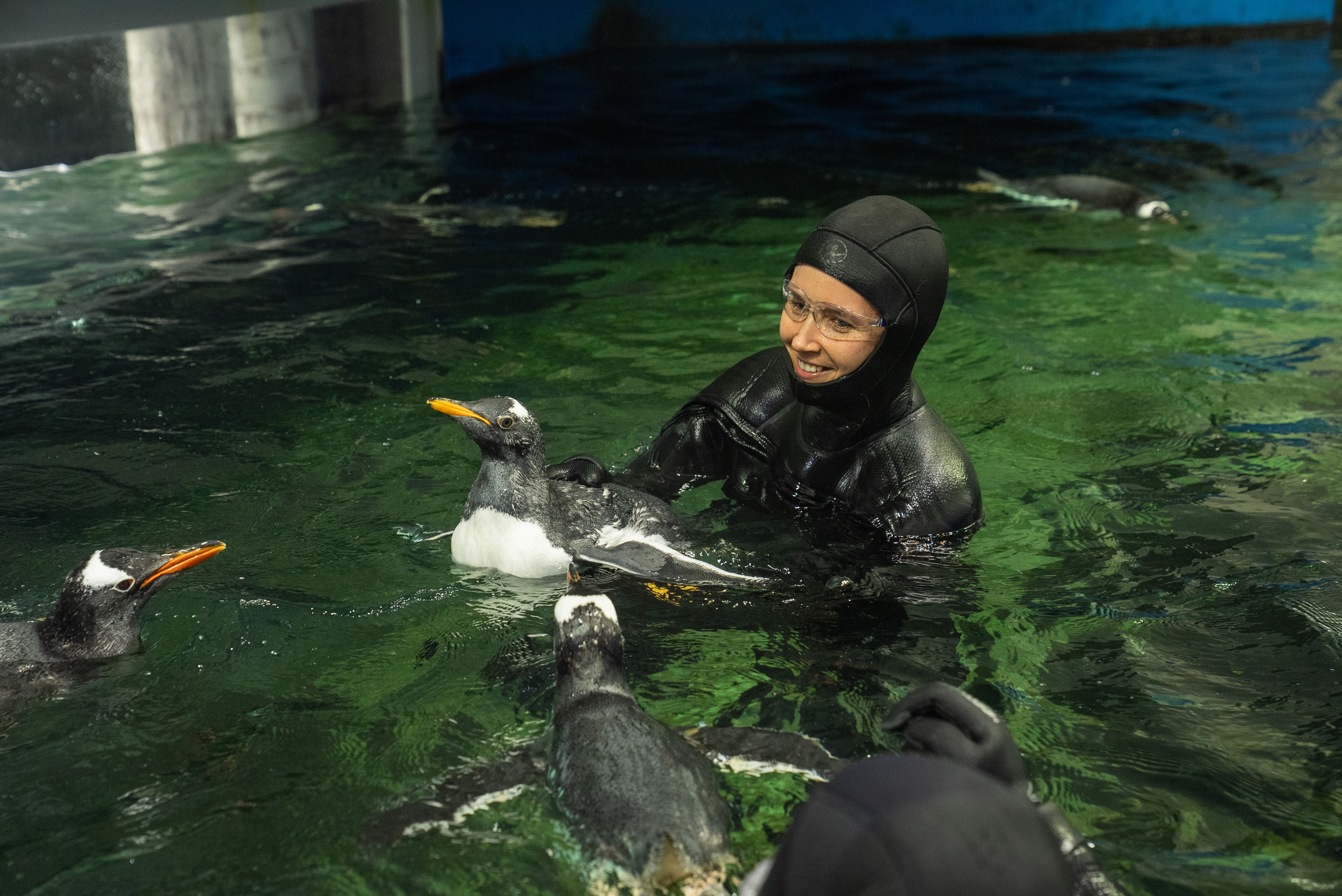 Goose Supported By Penguin Supervisor, Renee Howell And Parents Pink Lady And Winnie During His First Swim SEA LIFE Sydney Aquarium