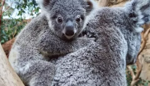 Koala Wild Life Sydney Zoo