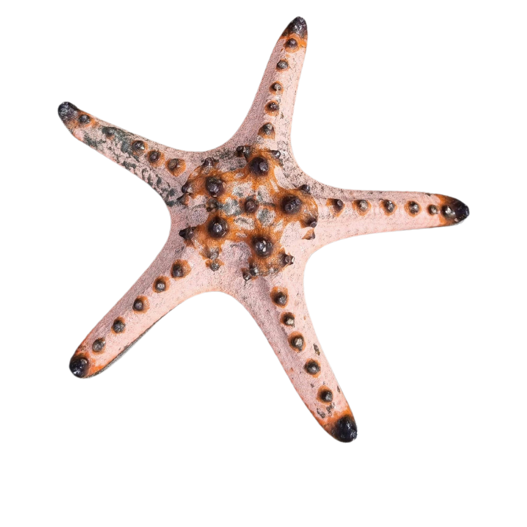 Rockpool Ranger Creatures Chocolate Chip Sea Star (3)