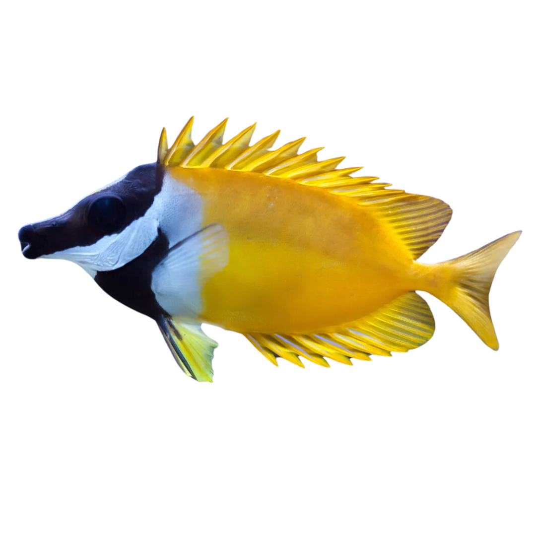 Foxface Rabbitfish