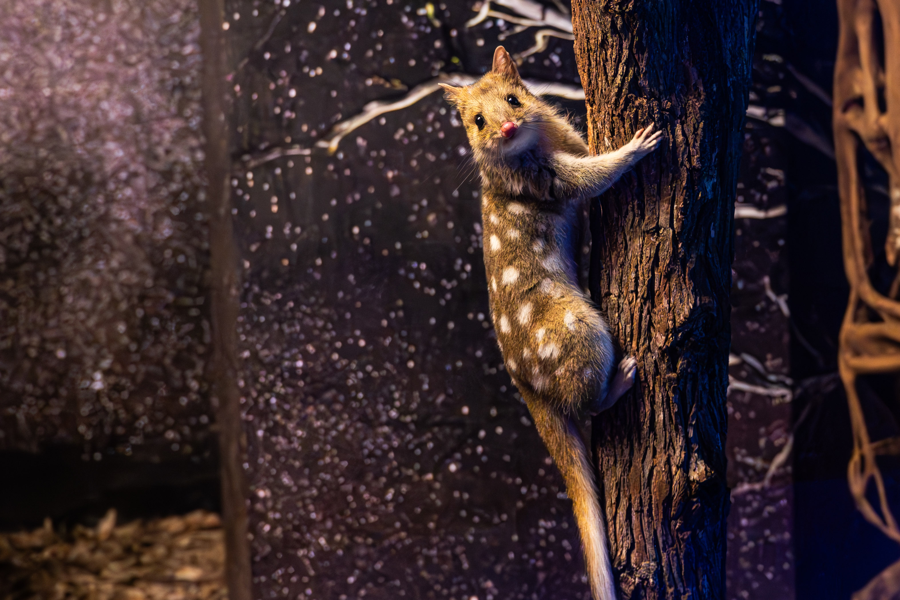 Eastern Quoll 2 Wild Life Sydney Zoo