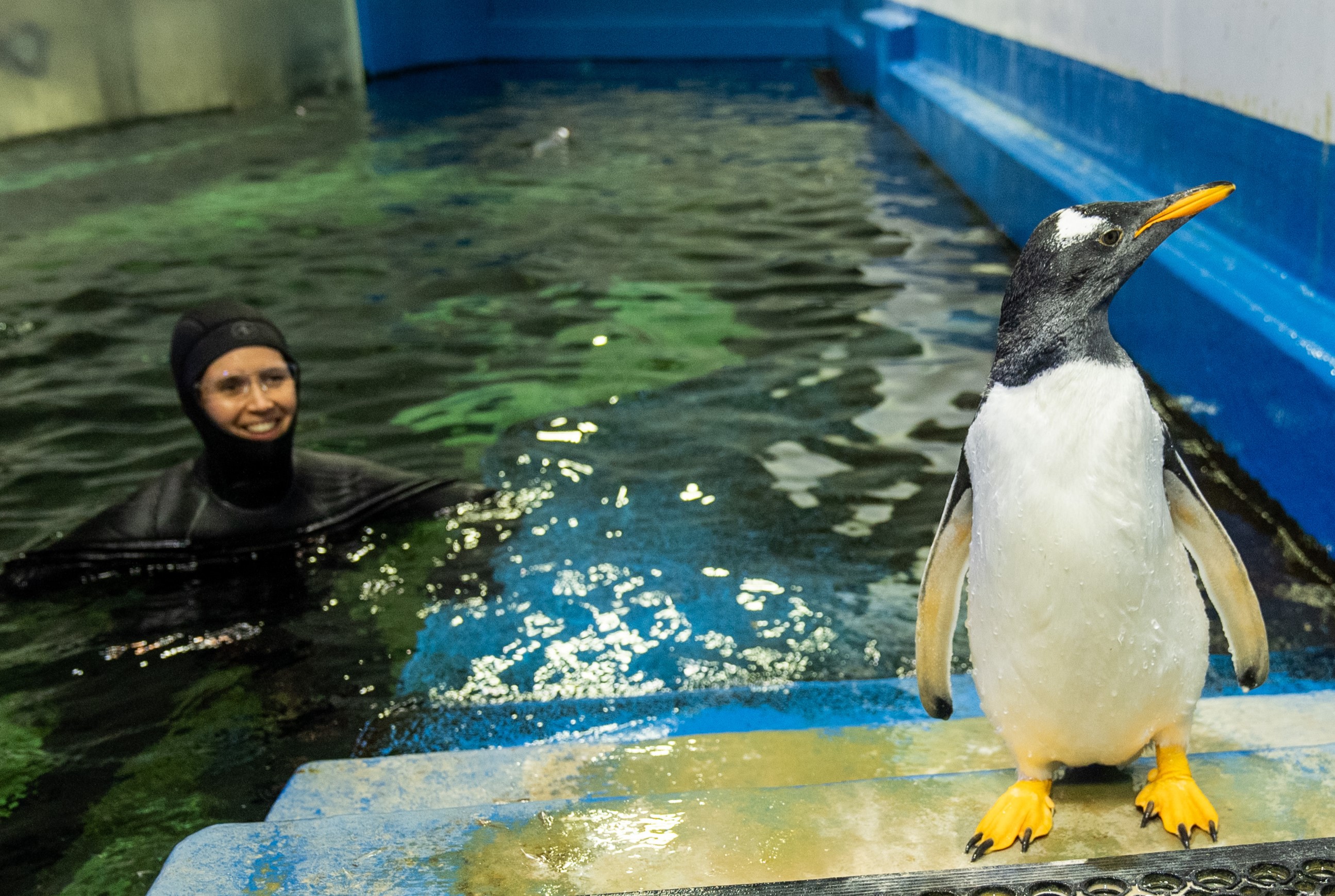 Goose With Penguin Supervisor, Renee Howell SEA LIFE Sydney Aquarium