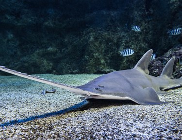 See Sydney S Unique Wildlife At Sea Life Sydney Aquarium