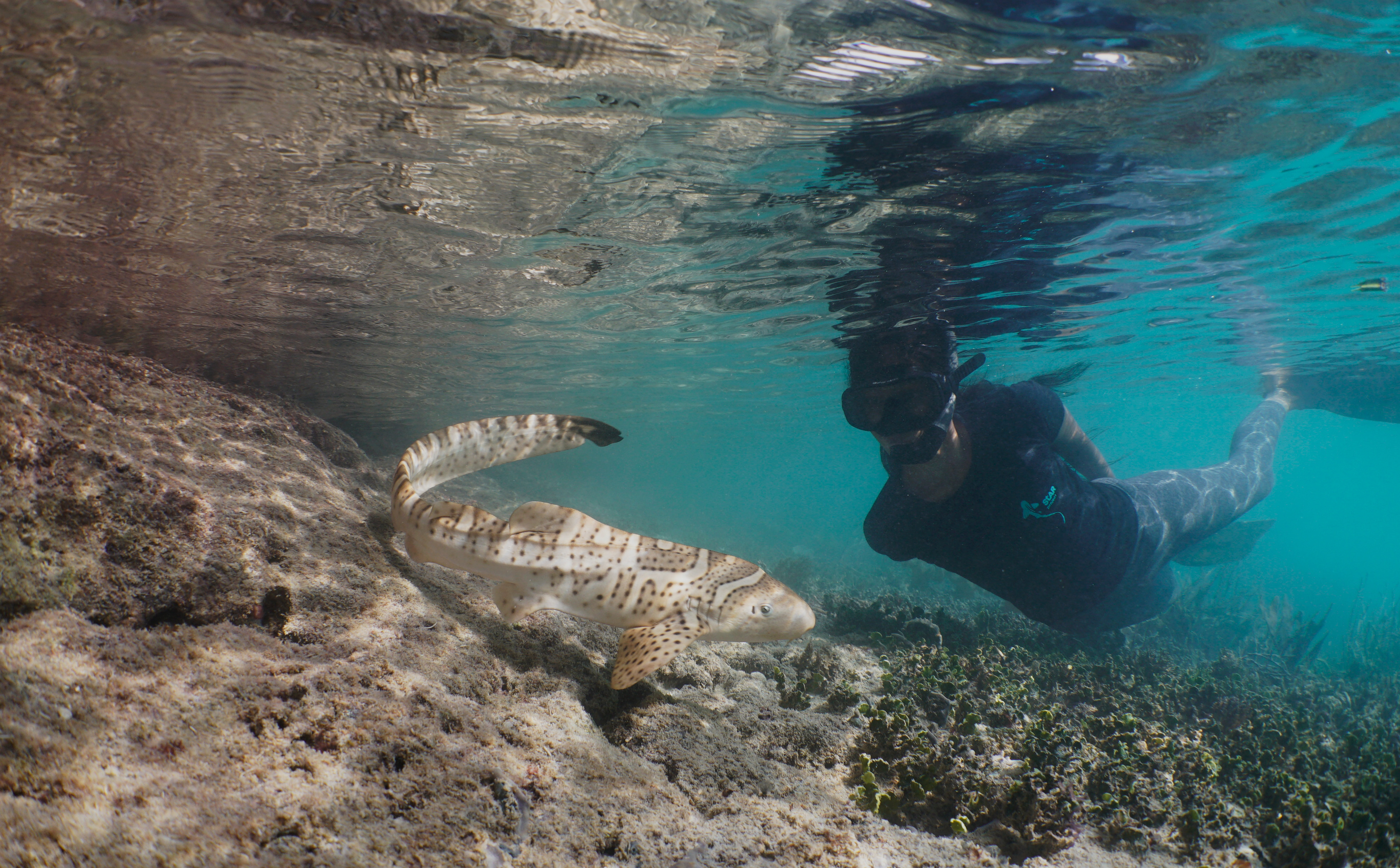 Project Diver Observes Zebra Shark Audrey' in Wayag Lagoon Post Release | Photo Credit: Indo Pacific Films