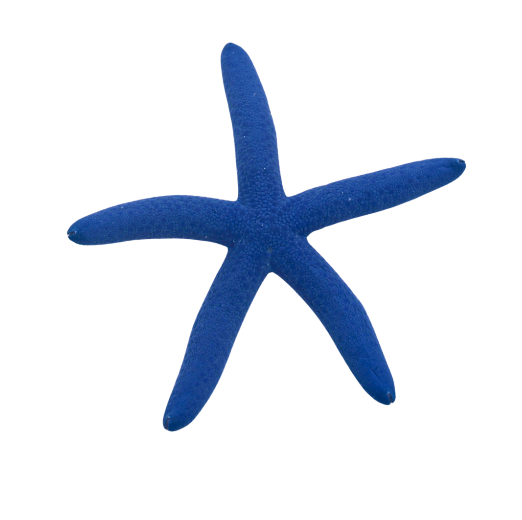 Rockpool Ranger Creatures Blue Linckia Sea Star