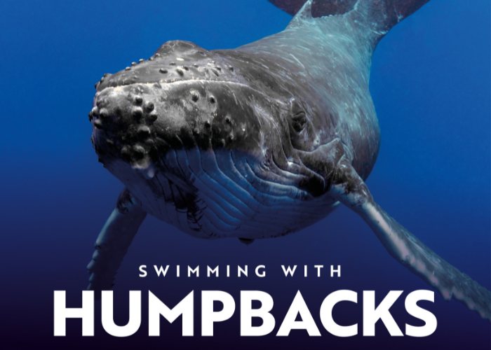 Webgraphic 700X500 VR Swimmingwithhumpbacks