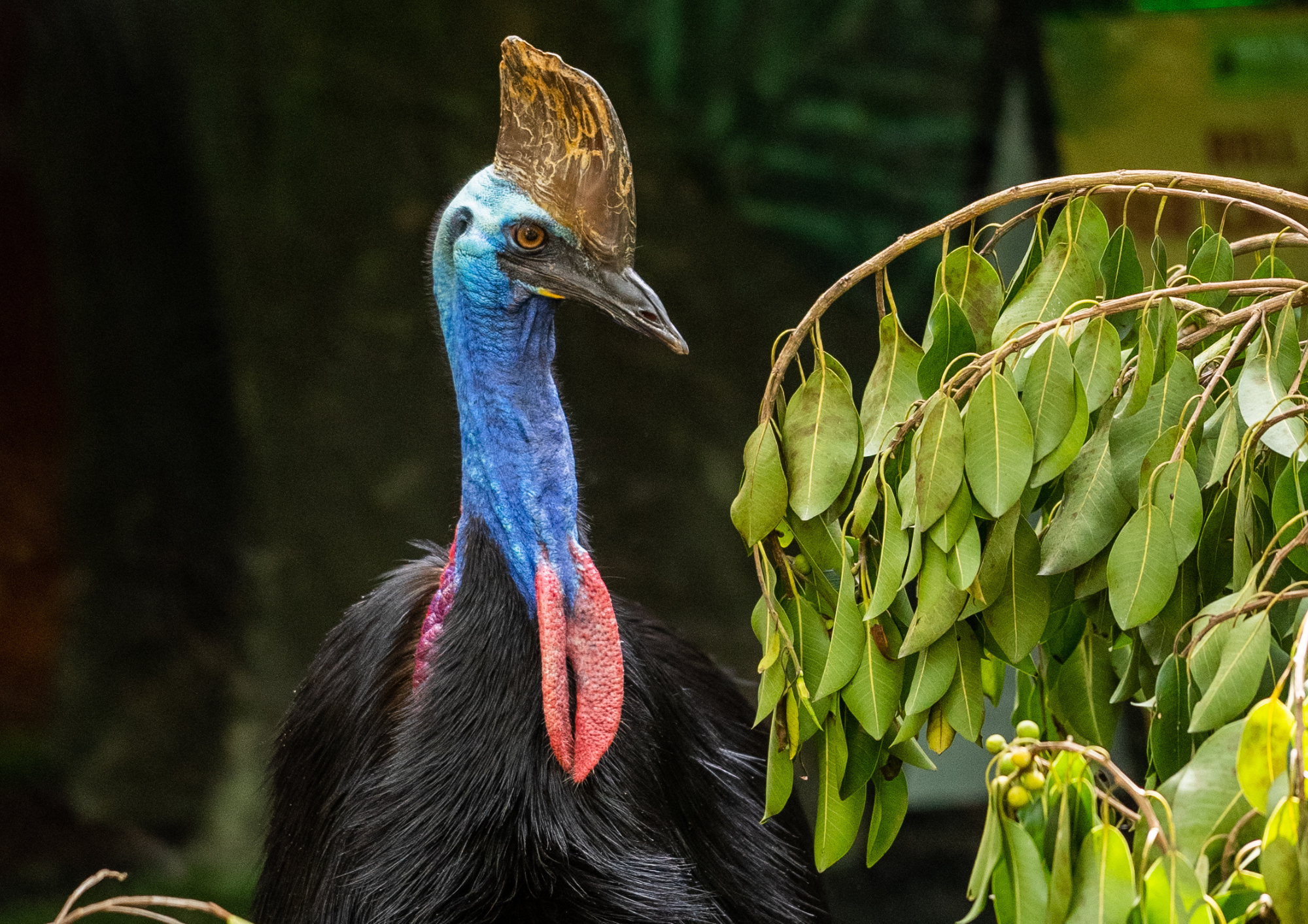 Aussie Animal Passport Animal Cassowary (1)