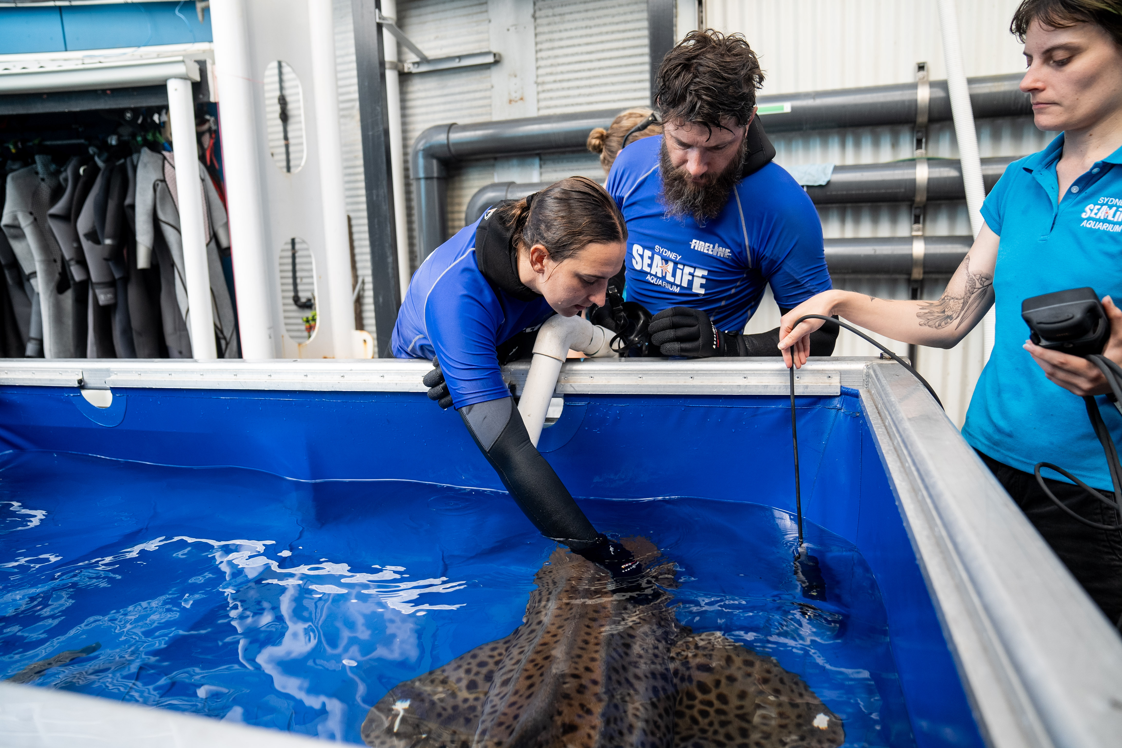 Aquarists Monitor Zimba, Post Procedure SEA LIFE Sydney Aquarium