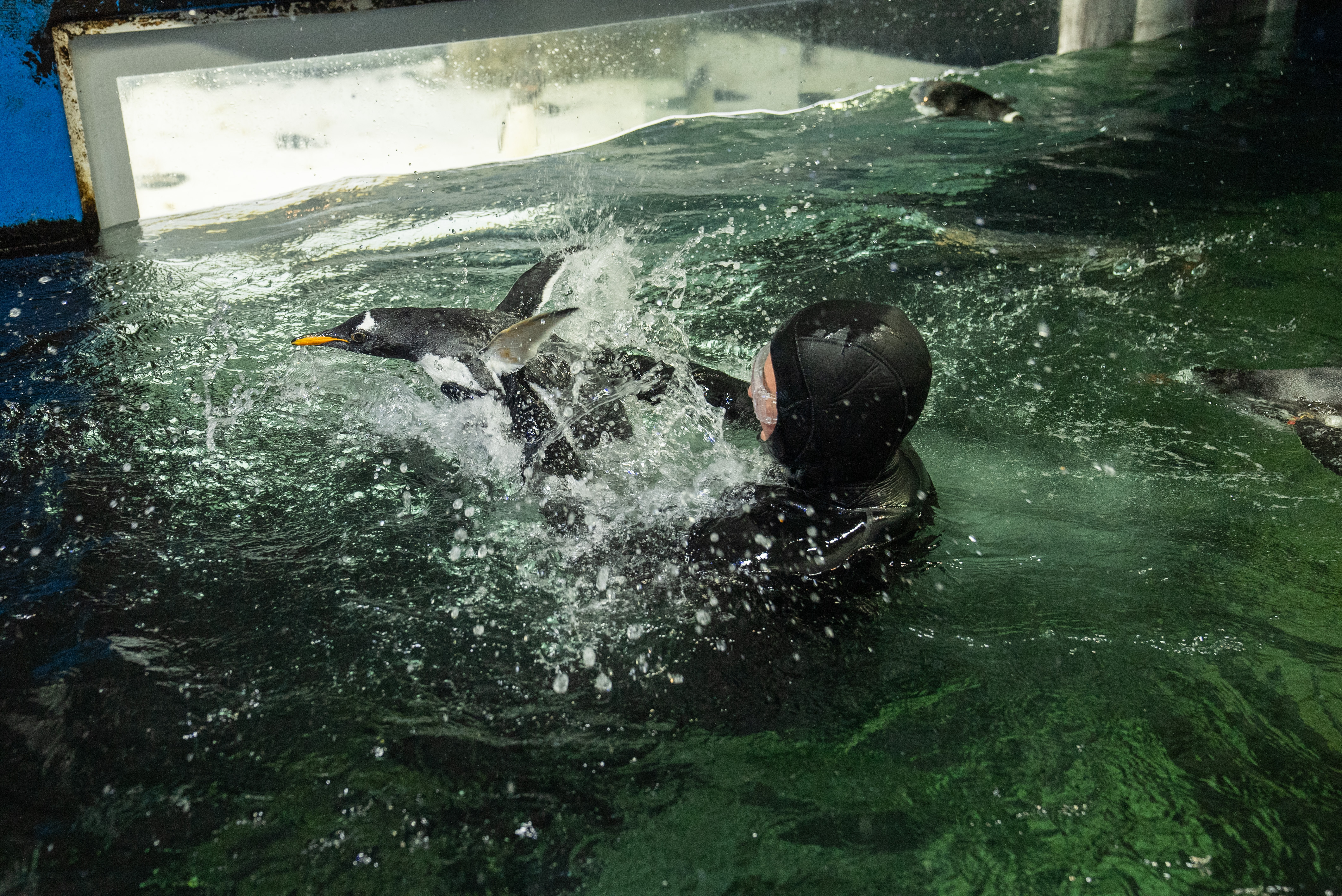 Goose Finding His Flippers Supported By Penguin Supervisor, Renee Howell SEA LIFE Sydney Aquarium