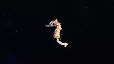 Seahorse Society of NSW - Article 3