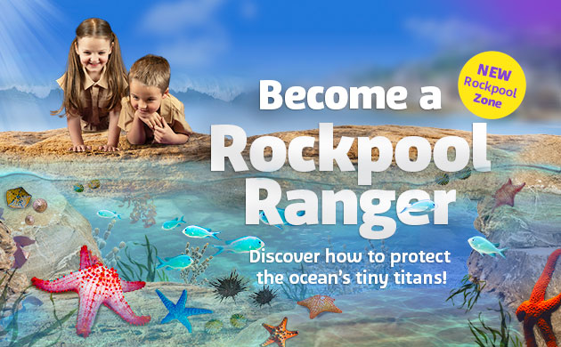 rockpool ranger